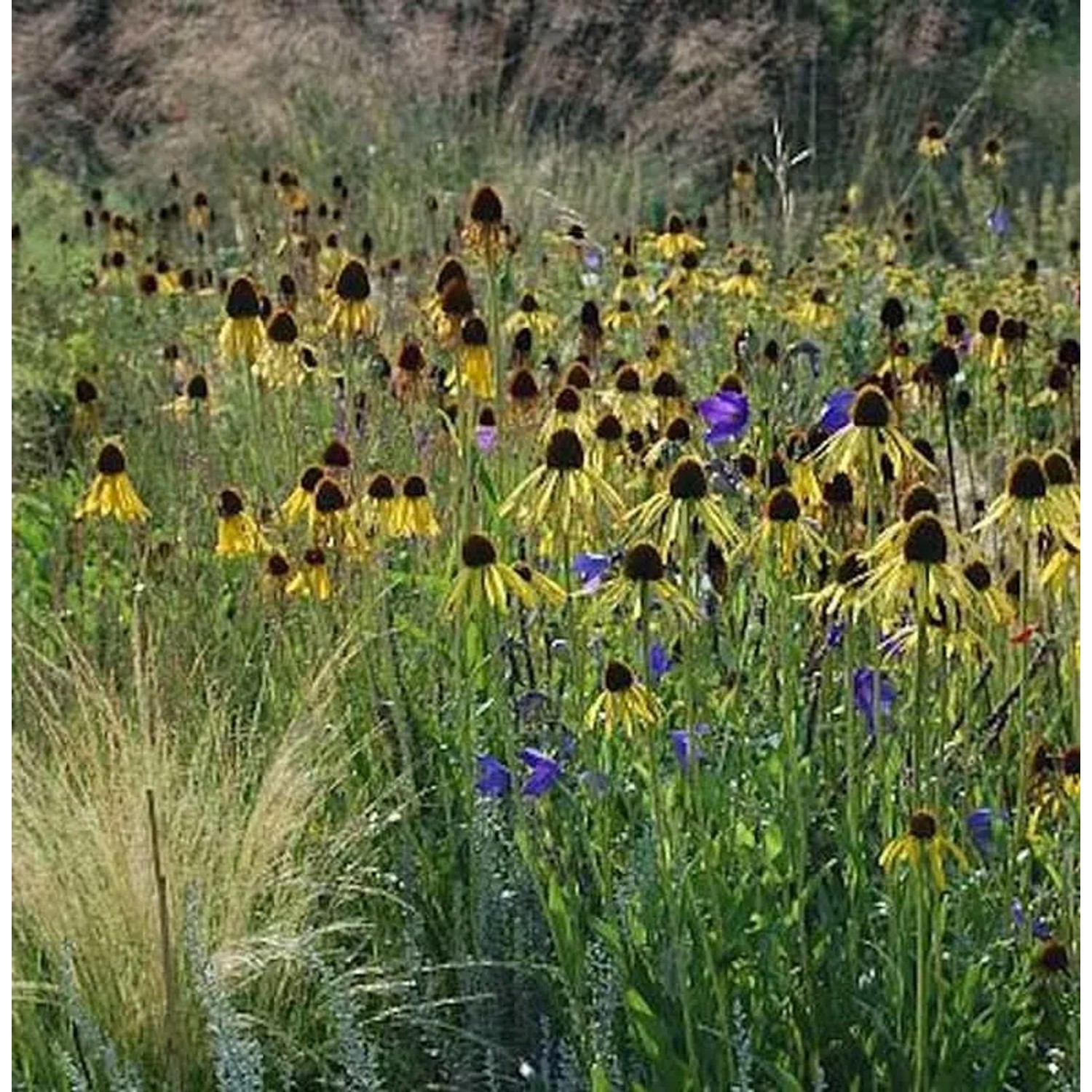 Gelber Sonnenhut - Echinacea paradoxa