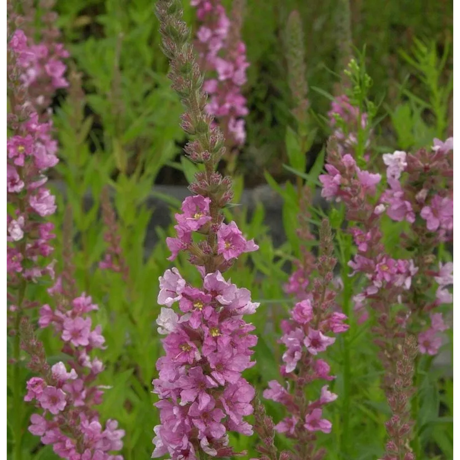 Blutweiderich Blush - Lythrum salicaria