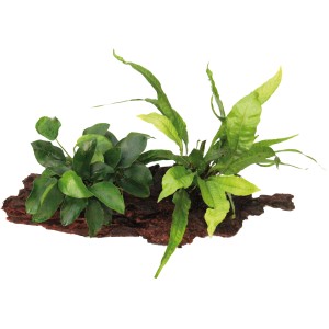 Aquariumpflanze Anubias Barteri und Microsorum auf Wurzel, grüne Blätter, Dekoration für Aquarium.