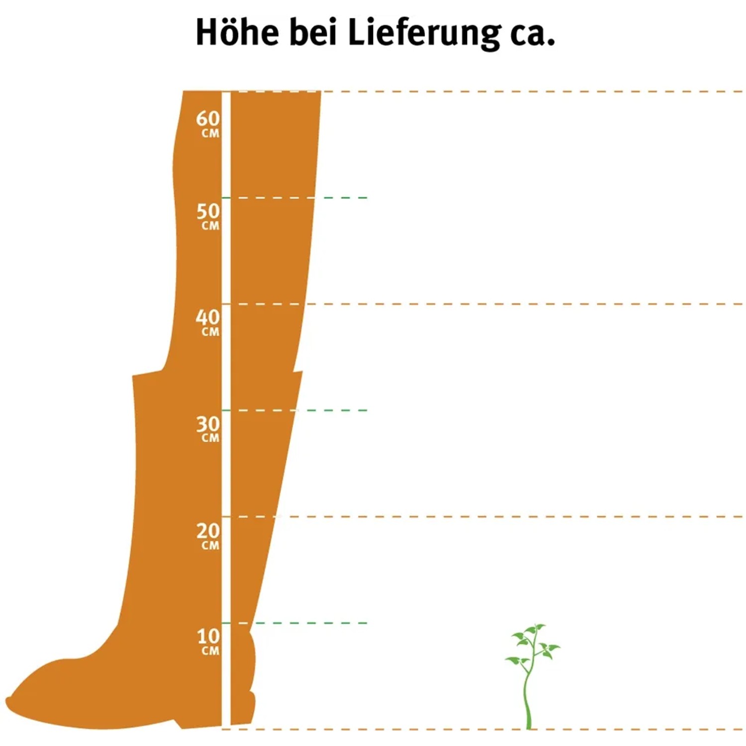 Höhenangabe der weißen OBI Traubenheide Scarletta (Leucothoe) bei Lieferung: ca. 5-10 cm.