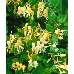 Blühendes Japanisches Geißblatt 'Halliana' mit cremeweißen und gelben Blüten.