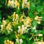 Blühendes Japanisches Geißblatt 'Halliana' mit cremeweißen und gelben Blüten.