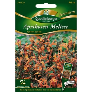 Quedlinburger Aprikosen-Melisse Apricot Sprite Saatgut mit orangefarbenen Blüten.