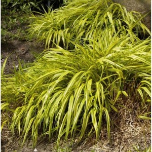Japanisches Berggras 'Strip it Rich' (Hakonechloa macra) mit gelb-grünen Blättern.