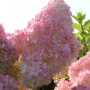 Rispenhortensie 'Sunday Fraise' als Hochstamm, rosa-weiße Blütenpracht für den Garten.