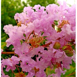 Nahaufnahme der rosa Blüten der Chinesischen Kräuselmyrte (Lagerstroemia indica) Strauch.