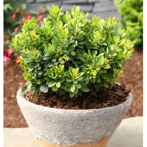 Kugel-Beberitze 'Kobold' im Topf, grüne Berberis thunbergii als Zierstrauch für Garten & Beet.