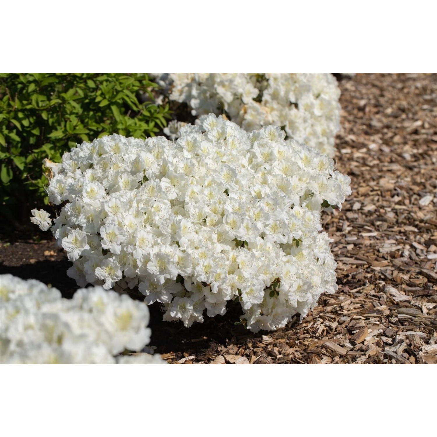 Rhododendron Obtusum Maischnee Weiß 15–20 cm günstig online kaufen