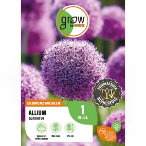 Purpurfarbener Zierlauch Gladiator (Allium) von GROW by OBI, ca. 125cm hoch.