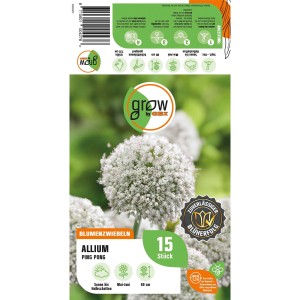 GROW by OBI Zierlauch 'Ping Pong' mit weißen Blütenbällen, geeignet als Schnittblume.