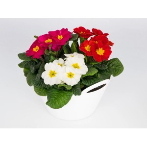 Kissenprimel Trio im Topf (Ø 23cm) mit roten, pinken und weißen Blüten.