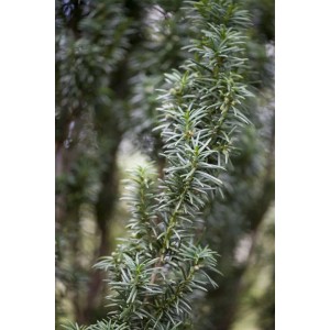 Detailaufnahme einer Säuleneibe (Taxus baccata 'Fastigiata') mit grünen Nadeln.