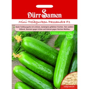 Dürr Samen Mini-Treibgurken Passandra F1 Saatgut Packung mit Gurken und Samen.