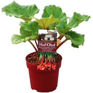 Roter Rhabarber "Fulton's Strawberry Surprise" Höhe ca. 30 cm Topf ca. 3,4 l