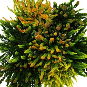 Exotenherz Calluna Green Nature: Set mit 3 grünen Besenheide Heidekraut Pflanzen im 11cm Topf.
