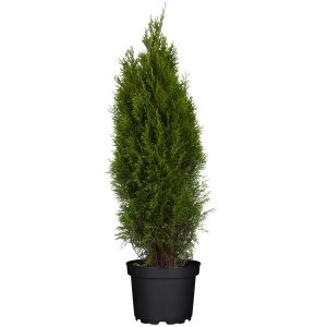 Smaragd Lebensbaum im Topf, ca. 100-125 cm hoch, Thuja occidentalis.