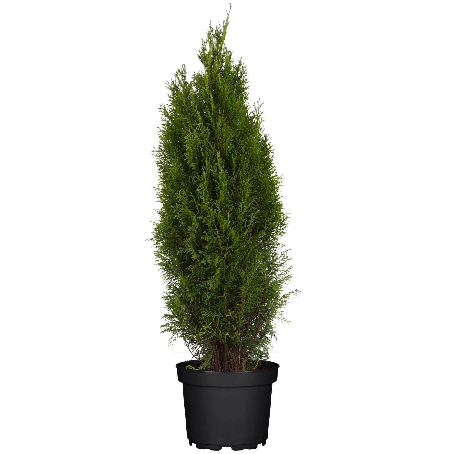 Grow By Obi Lebensbaum Smaragd H He Ca Cm Thuja Occidentalis Kaufen Bei Obi