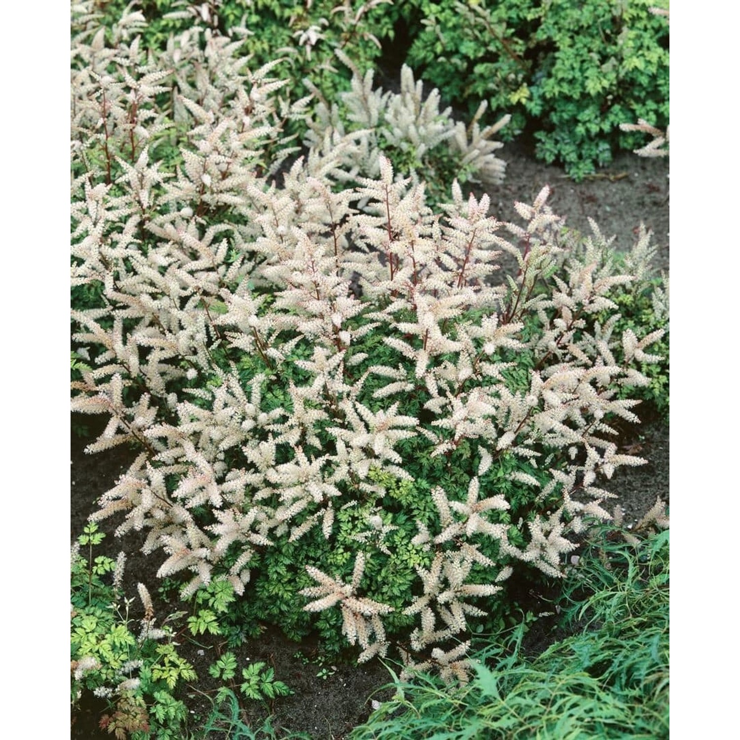 Aruncus Aethusifolius Johannifest Zwerg Geißbart Ca. 11x11 cm Topf günstig online kaufen