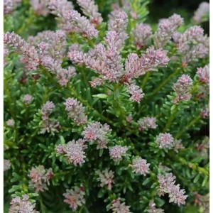 Rottriebige Australische Stein Eibe 25-30cm - Podocarpus lawrencei