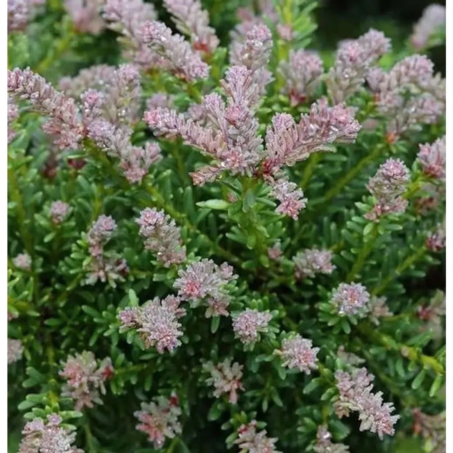 Rottriebige Australische Stein Eibe 25-30cm - Podocarpus,awrencei