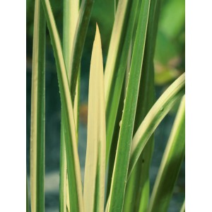 Detailaufnahme des Zwergkalmus Variegatus mit grün-weiß gestreiften Blättern.