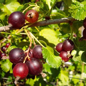 Nahaufnahme von reifen, dunkelvioletten Jostabeeren am Strauch.