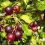 Nahaufnahme von reifen, dunkelvioletten Jostabeeren am Strauch.