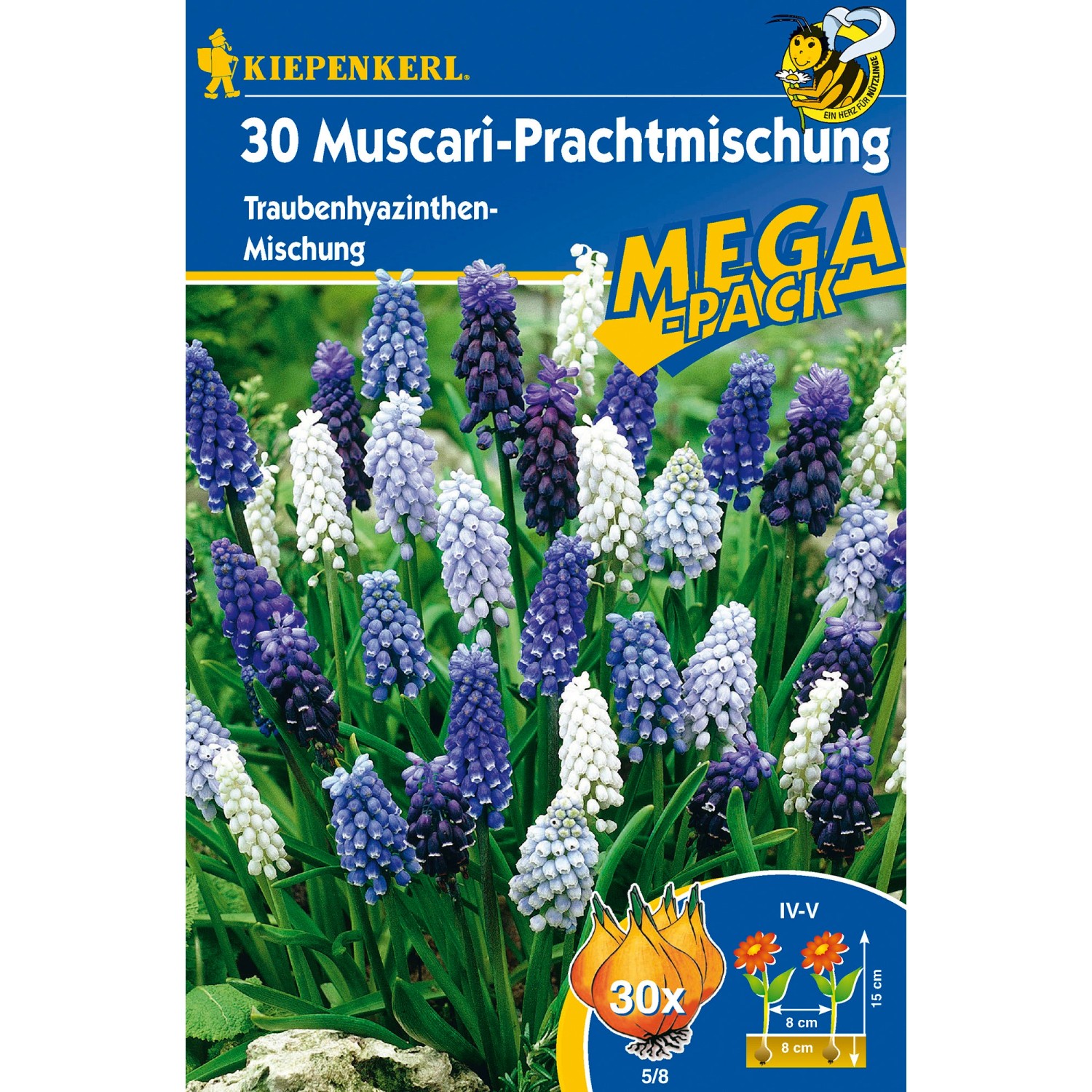 Kiepenkerl Knoblauchzwiebeln Messidrome - 3 Stück Wintersteckzwiebeln Für Garten