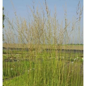 Hohes, grünes Riesen-Pfeifengras Windspiel (Molinia arundinacea) im Garten.