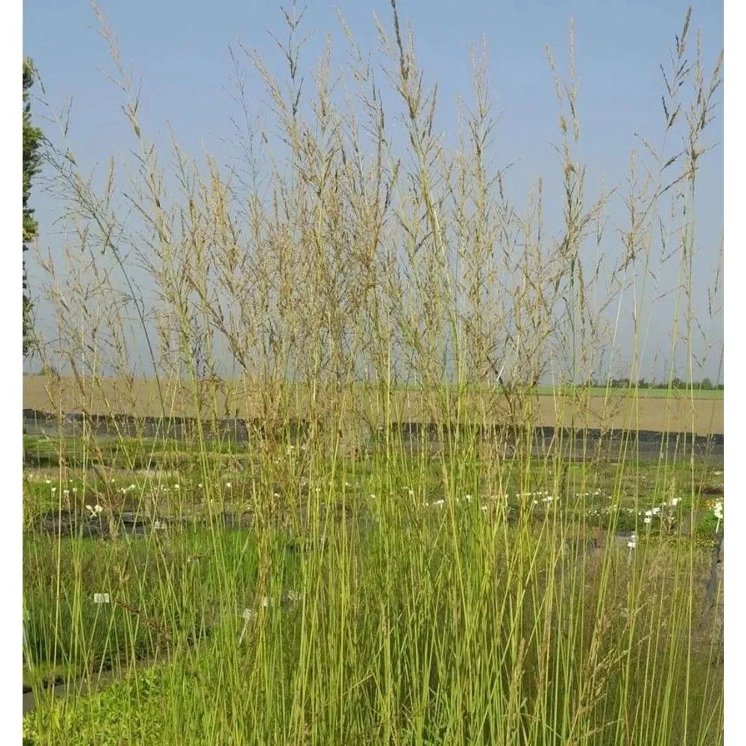 Riesen Pfeifengras Windspiel - Molinia arundinacea