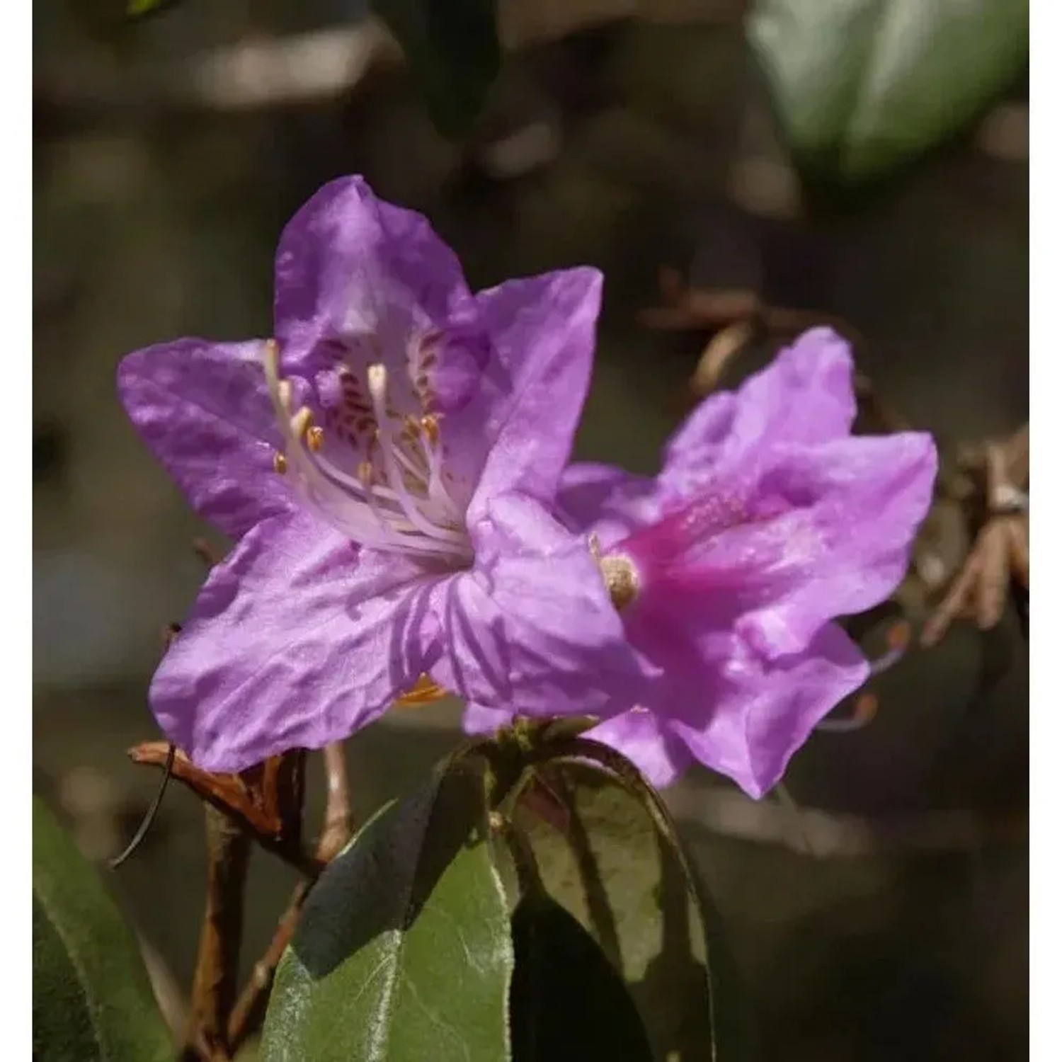 Rhododendron concinnum 25-30cm - Rhododendron