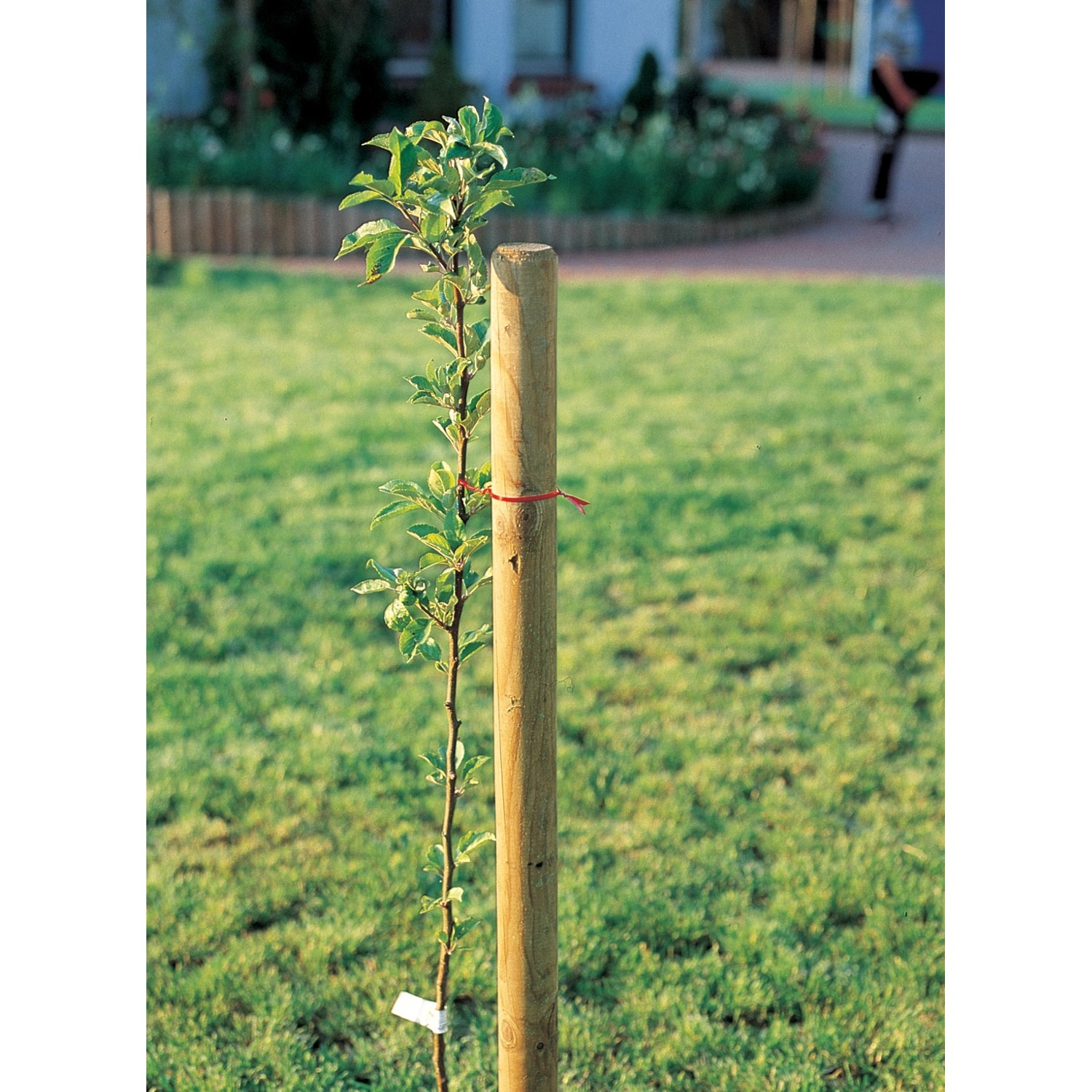 Baumpfahl Ø 6 cm x H 150 cm druckimprägniert FSC® kaufen bei OBI