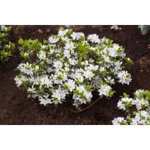 Rhododendron Obtusum Kermesina Alba mit weißen Blüten, 15–20 cm hoch.