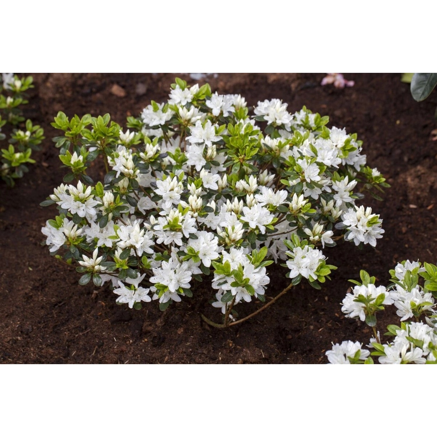 Rhododendron Obtusum Kermesina Alba Weiß 15–20 cm günstig online kaufen