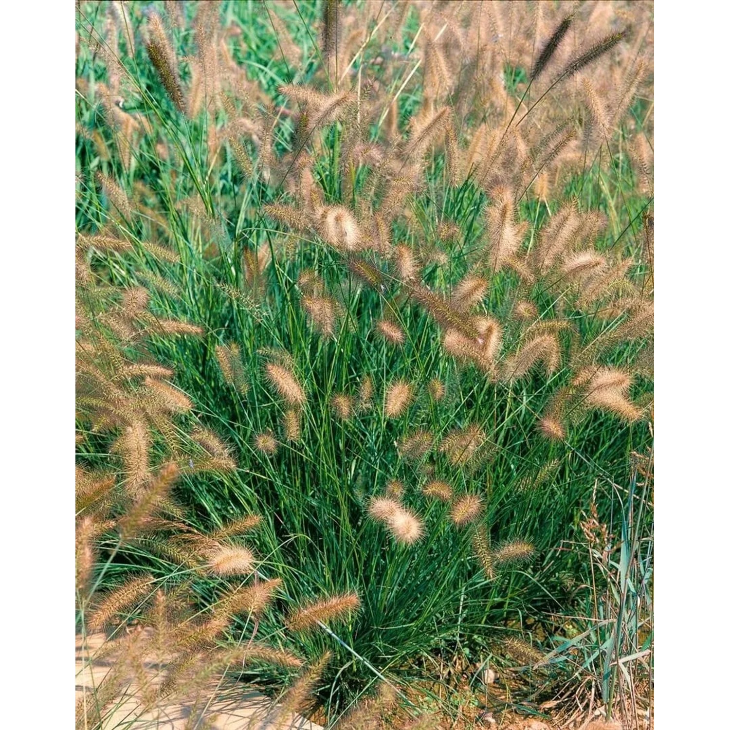 Buschiges Lampenputzergras 'Herbstzauber' mit dekorativen Blütenähren im Garten.