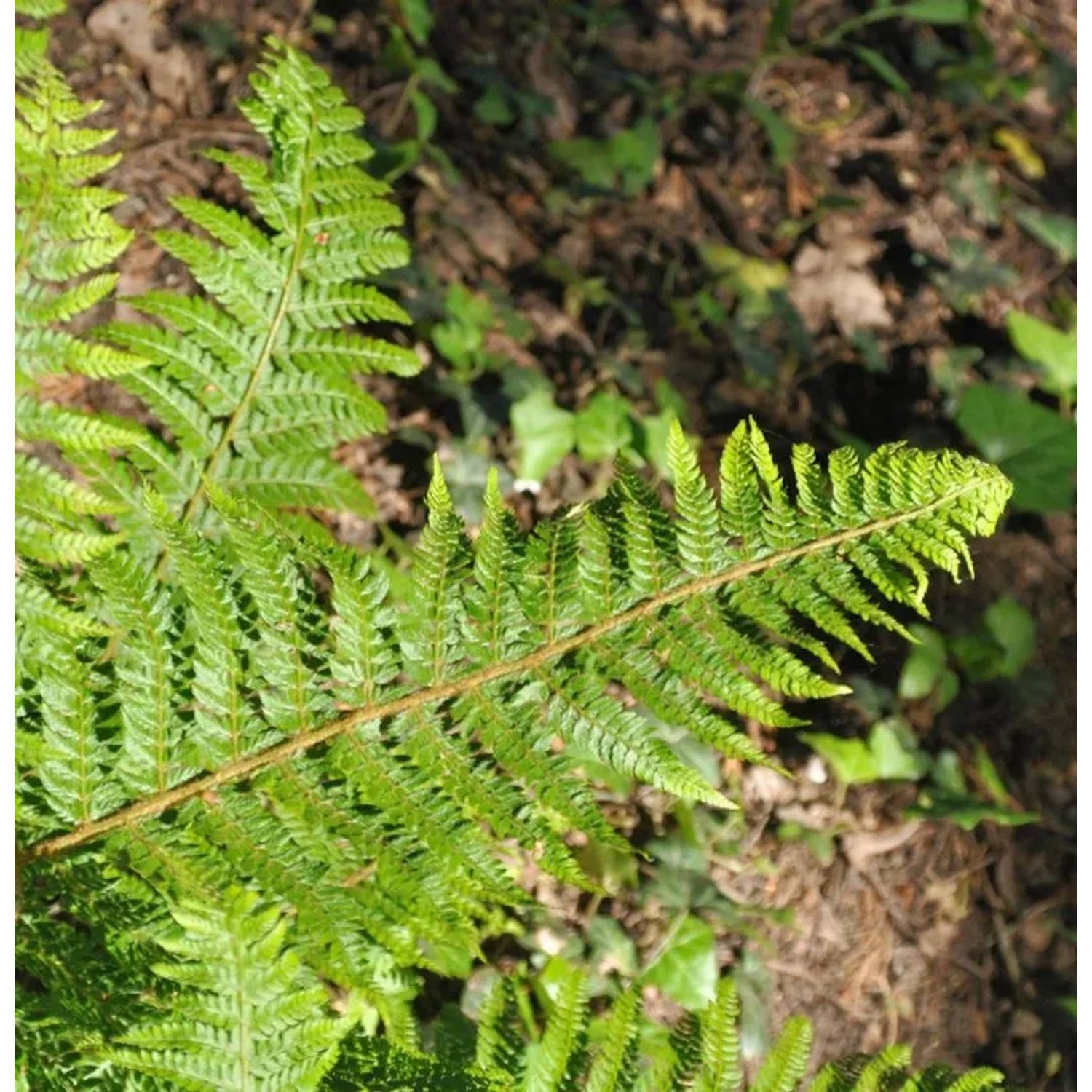 Weicher Schildfarn Dahlem - Polystichum setiferum