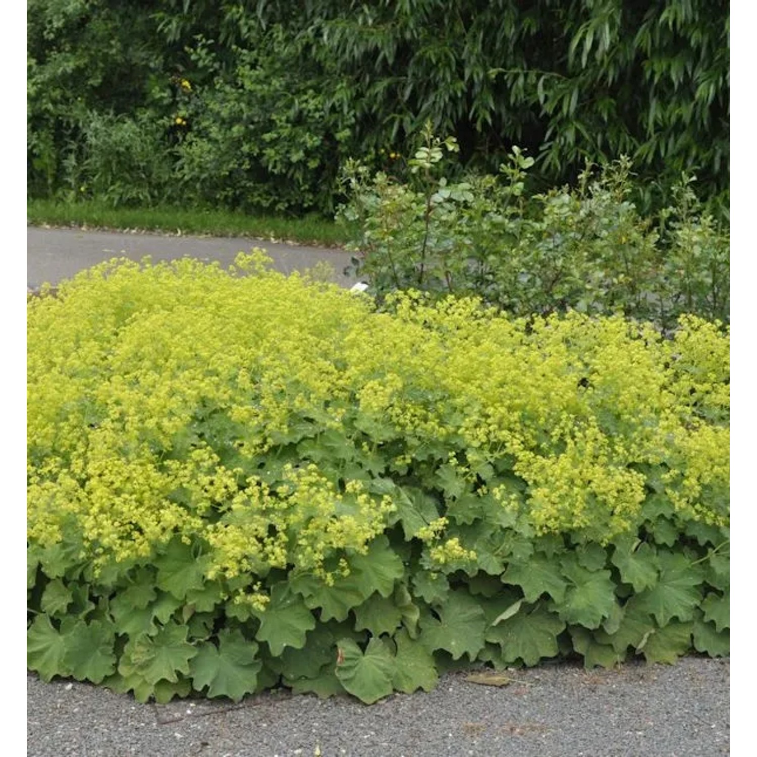 Frauenmantel mollis - Alchemilla mollis