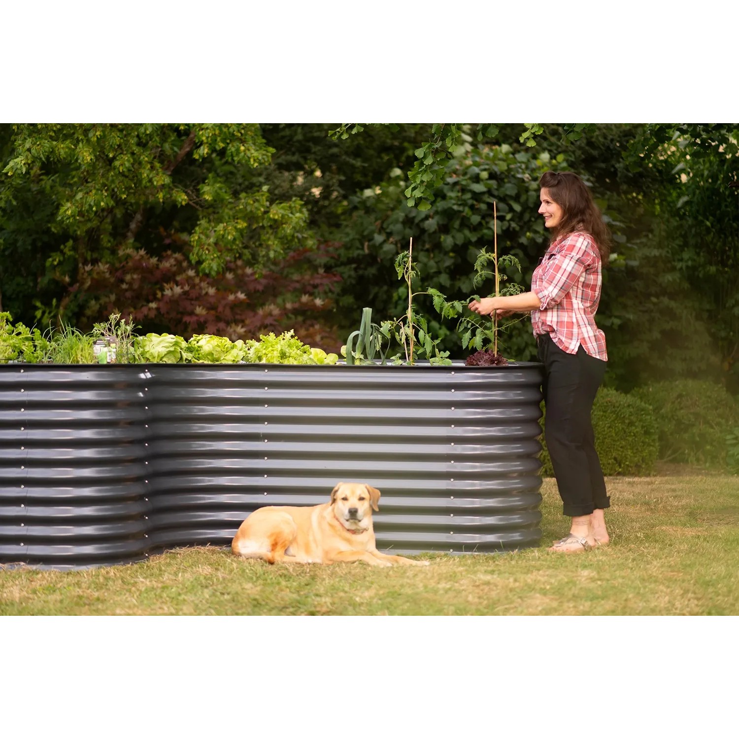 Westmann Metall Hochbeet Grow Faster in Anthrazit mit Frau beim Bepflanzen und Hund im Garten.