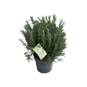 Rosmarin Busch XXL im Topf (Ø 27cm), Rosmarinus officinalis, für Garten & Kübel.