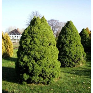 Grüne Zuckerhut Fichte (Picea glauca) im Garten, kegelförmiger Strauch.
