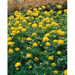 Feld mit leuchtend gelben Trollblumen (Trollius chinensis 'Golden Queen') im 9x9 cm Topf.