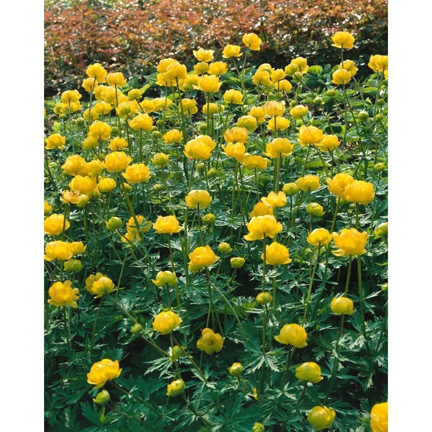 Trollius Chinensis Trollblume Golden Queen Ca 9x9 cm Topf günstig online kaufen