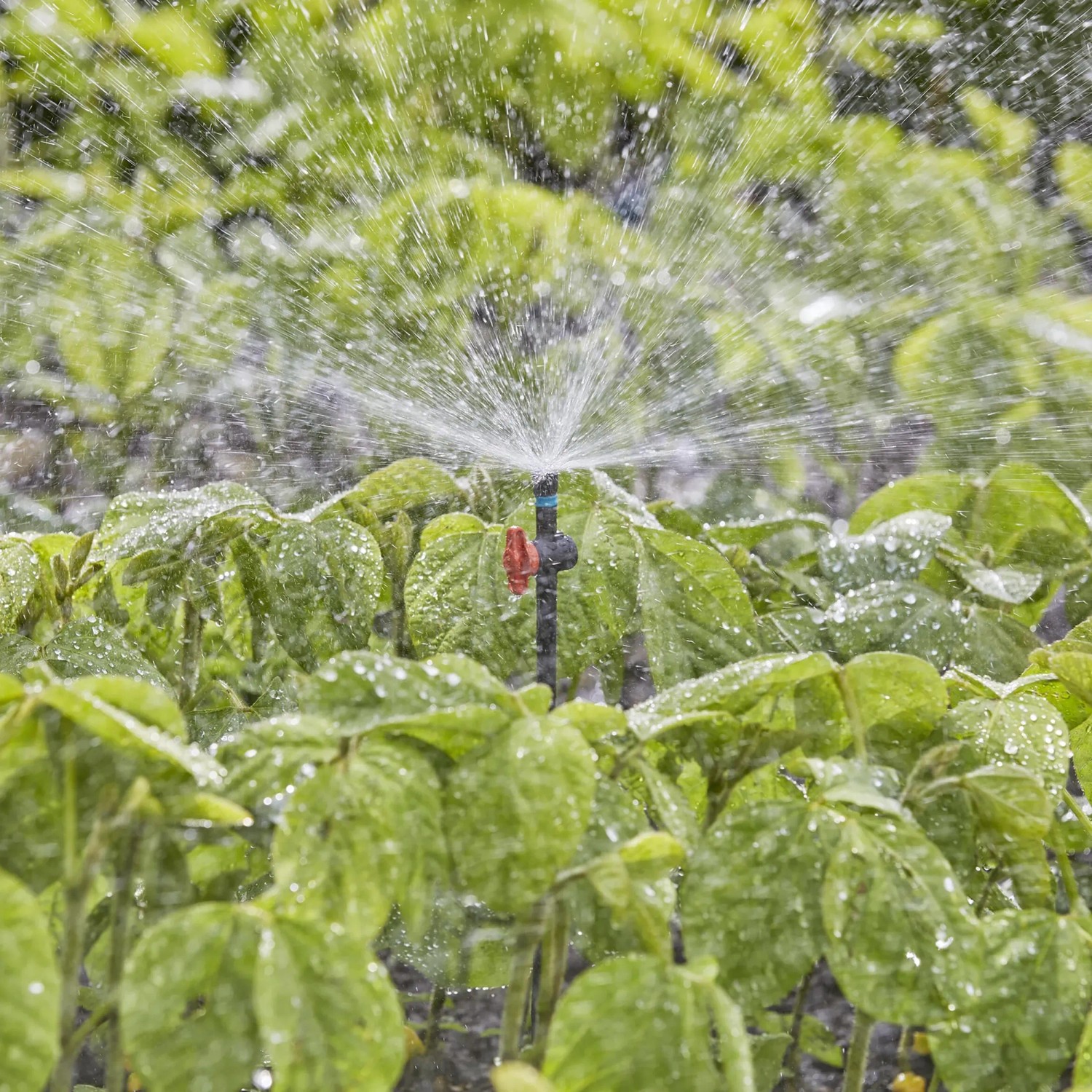 Gardena Sprühdüse 360° im Einsatz: Bewässerung von Gemüsebeeten mit Micro-Drip-System, 5 Stück.