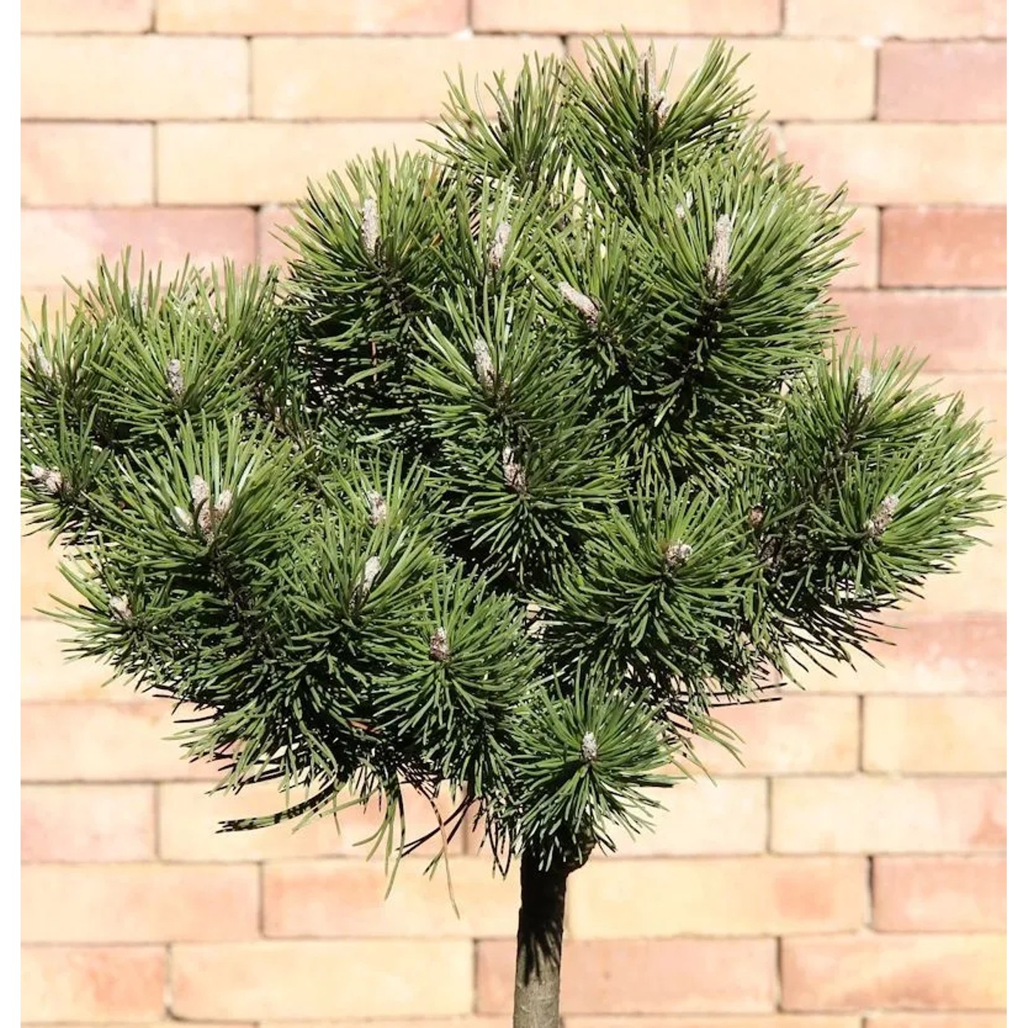 Hochstamm Kugelkiefer Mops 60-80cm - Pinus mugo