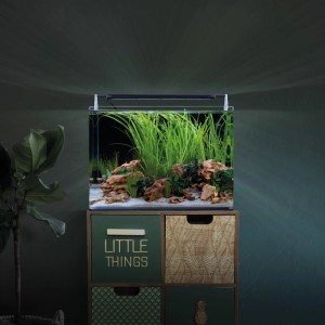 Dennerle Nano Aquarium 35l mit LED-Beleuchtung und Filter, bepflanzt und dekoriert.