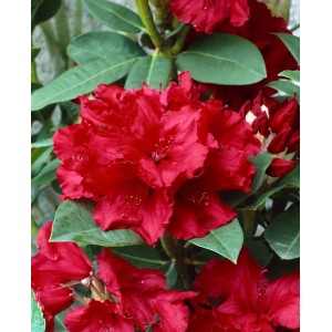 Leuchtend roter Rhododendron Cherry Kiss mit grünen Blättern, ca. 40–50 cm hoch.