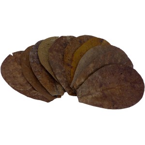 Proflora Terminalia Catappa Blätter, 10 Stk. Seemandelbaumblätter zur Wasserwertkorrektur im Aquarium.