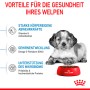 Welpe mit Royal Canin Medium Puppy Trockenfutter in roter Schüssel. Fördert Abwehrkräfte und Darmgesundheit.