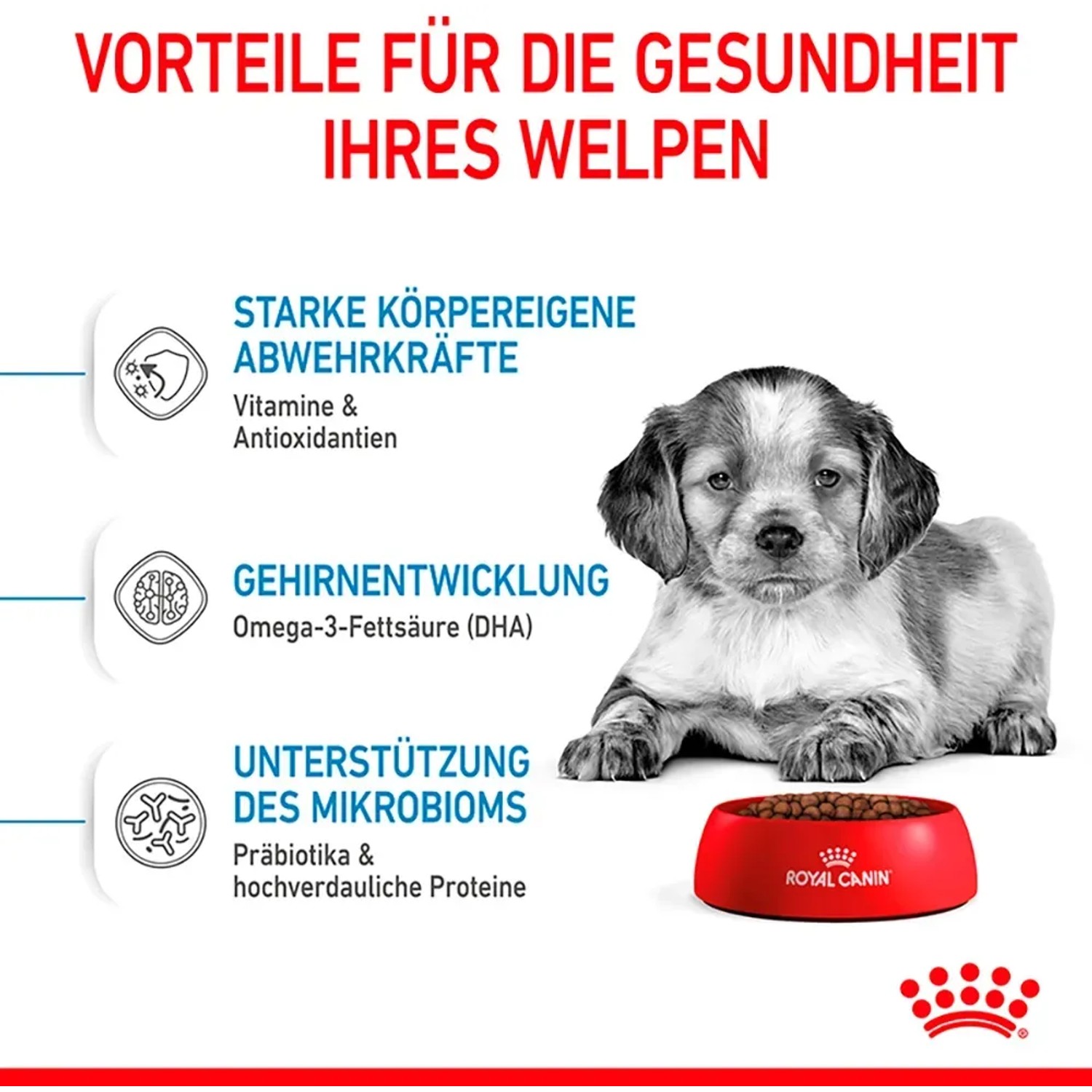 Welpe mit Royal Canin Medium Puppy Trockenfutter in roter Schüssel. Fördert Abwehrkräfte und Darmgesundheit.
