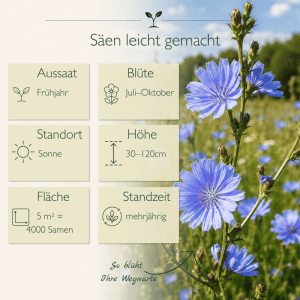 Leuchtend blaue Wegwarte-Blüten (Cichorium intybus) im Feld. Zeigt die blaue Wildblume und Infos zu Aussaat der Samen.